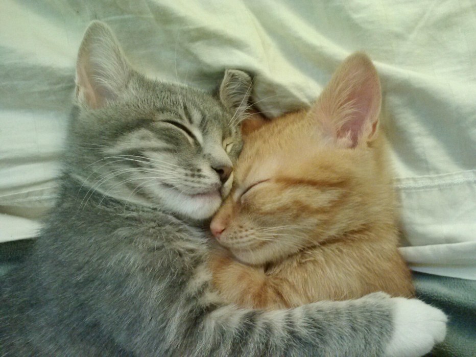 Кошки любовь