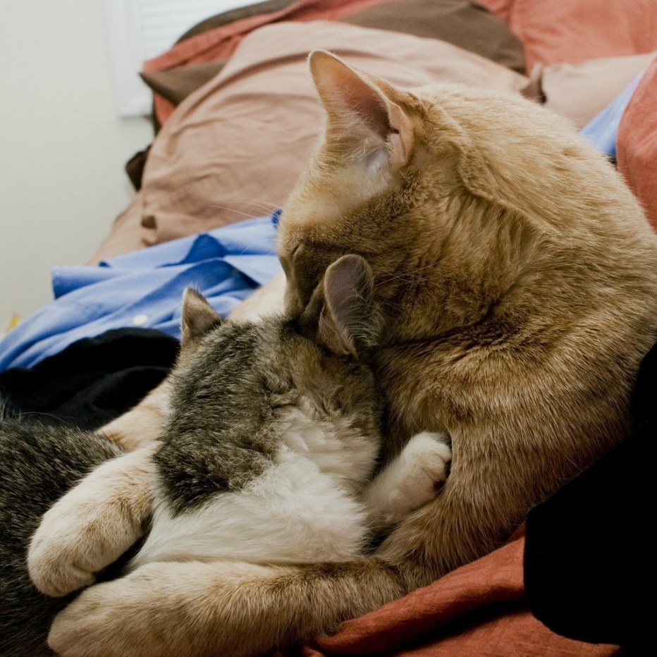 Кошки обнимашки
