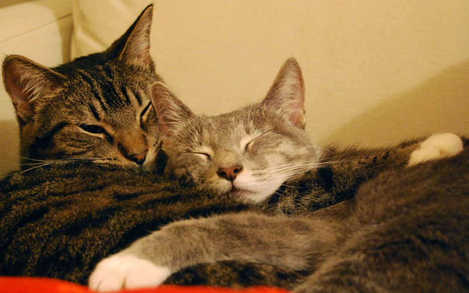 Влюбленные кошки