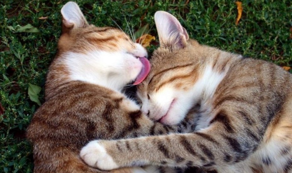 Котики спят в обнимку