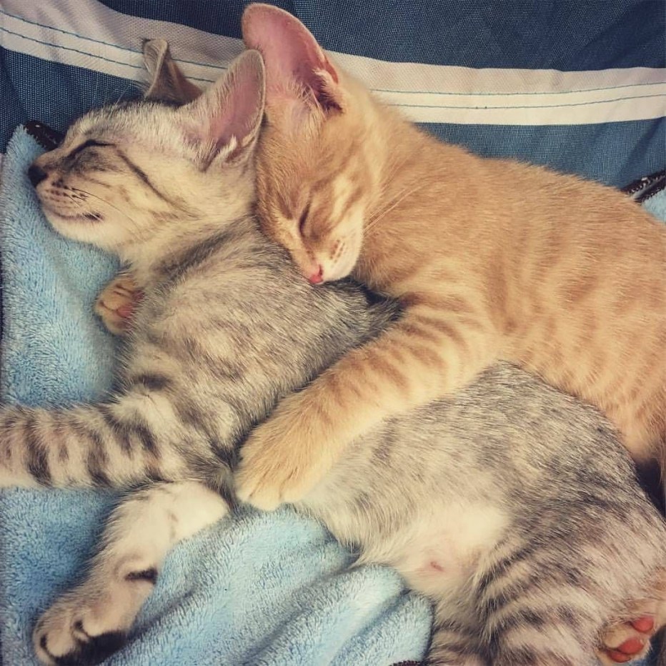 Котенок обнимает