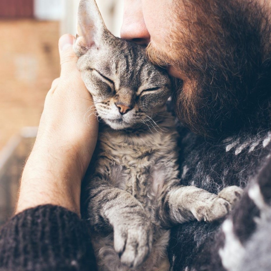 Кот обнимашки