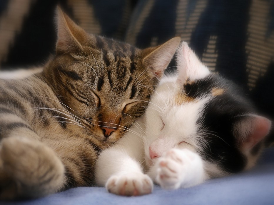 Котенок спит