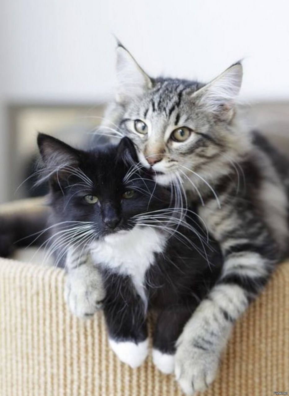 Коты обнимаются