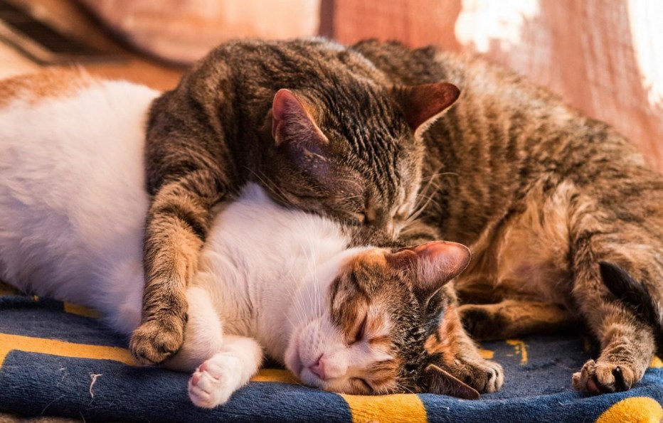 Спящие кошки