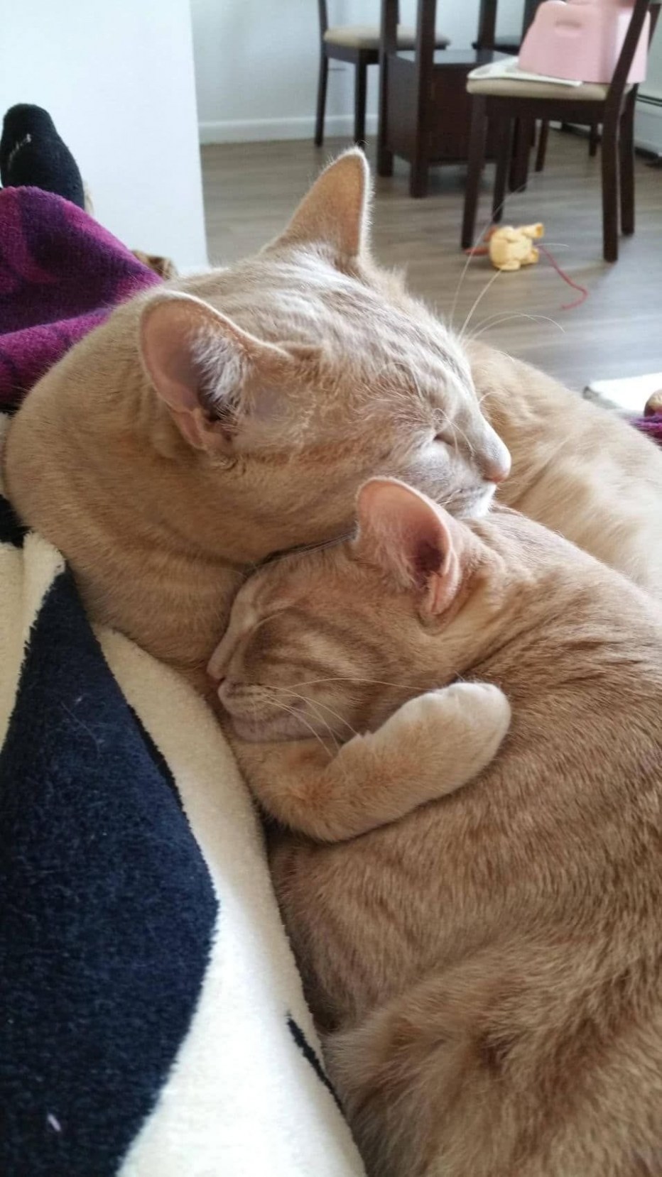 Коты в обнимку