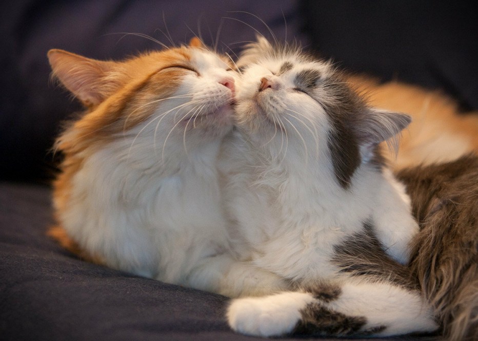 Влюбленные котики