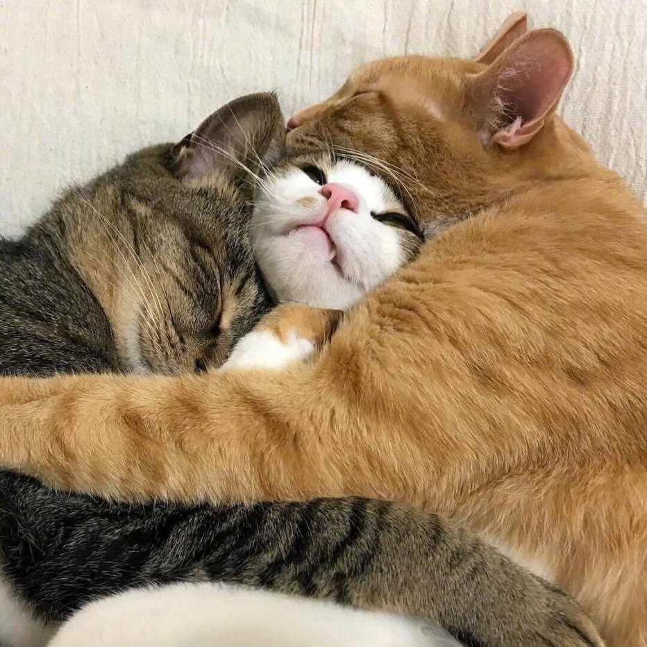 Кошки обнимашки