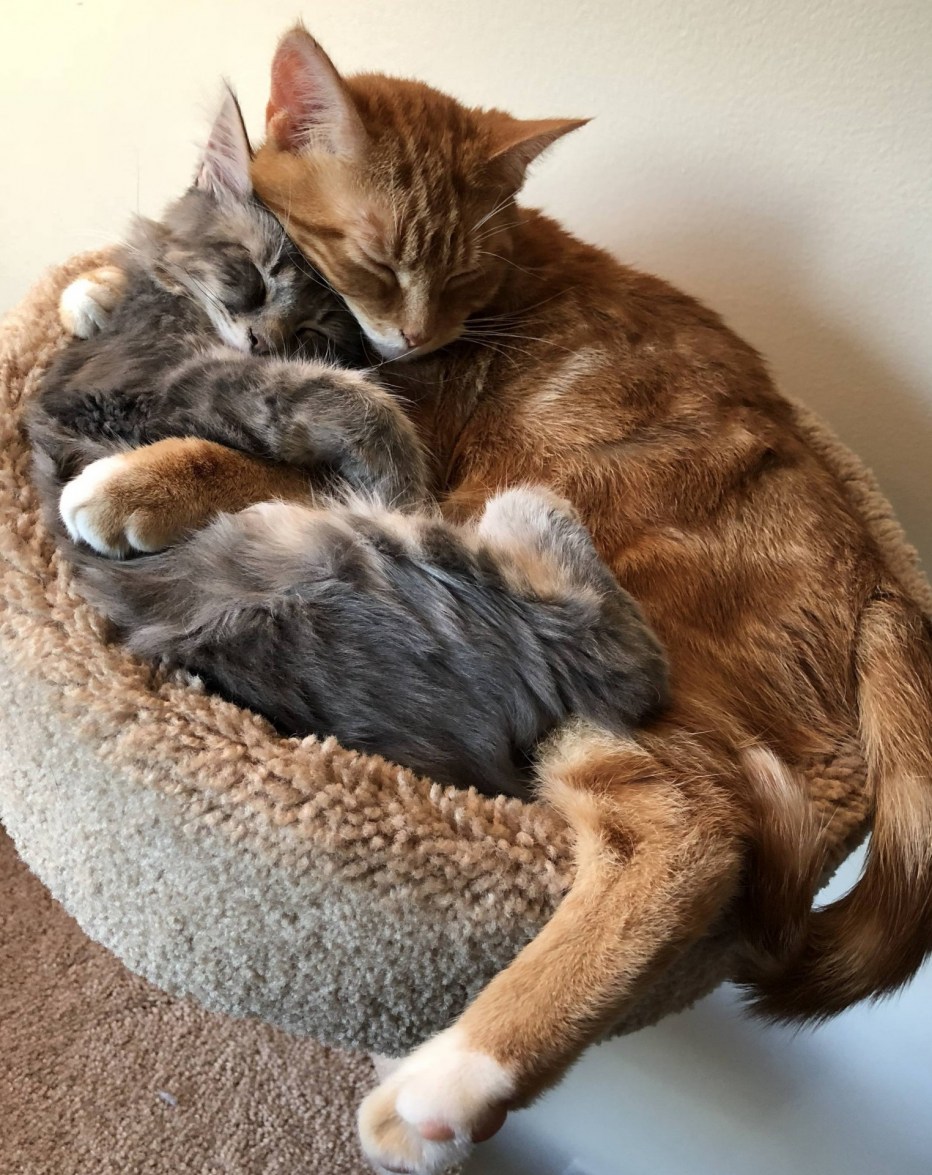 Объятия котики