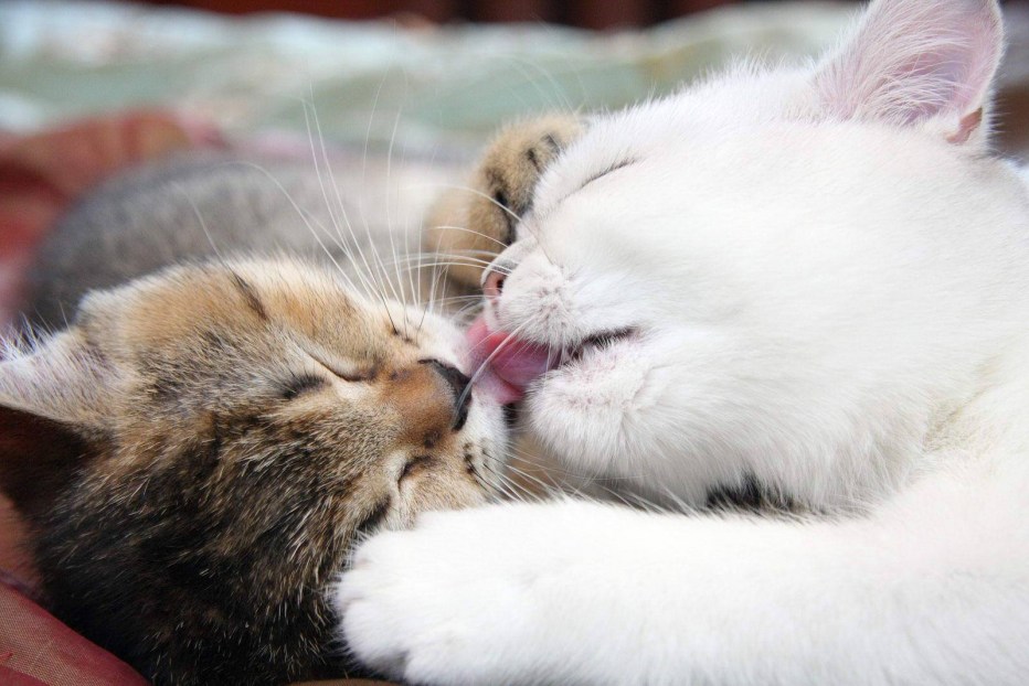 Влюбленные коты