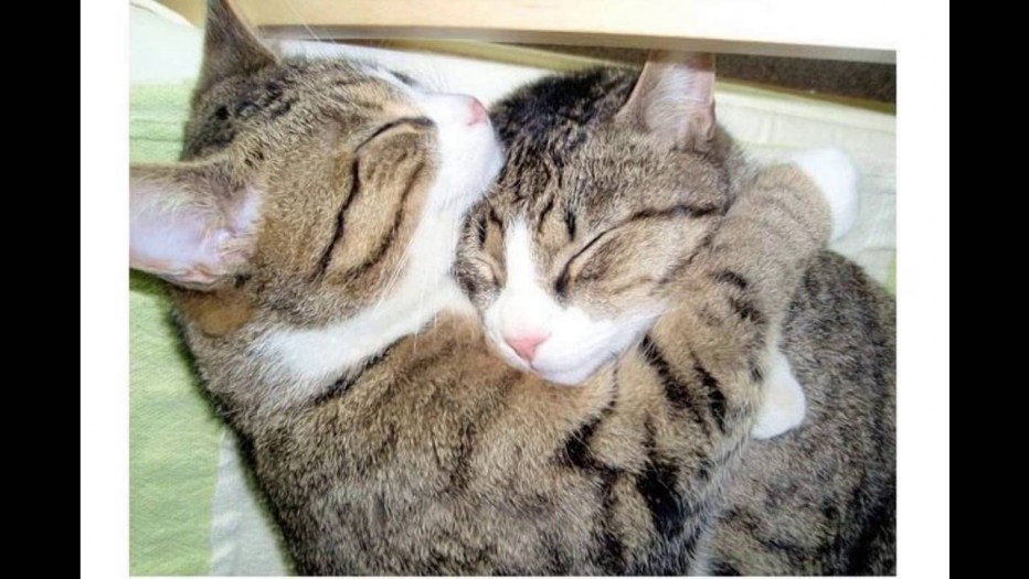 Кошачьи обнимашки