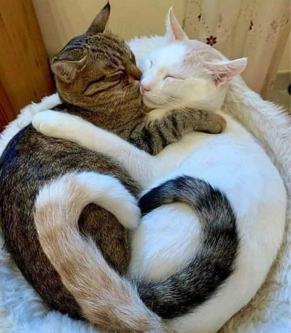 Котики любовь