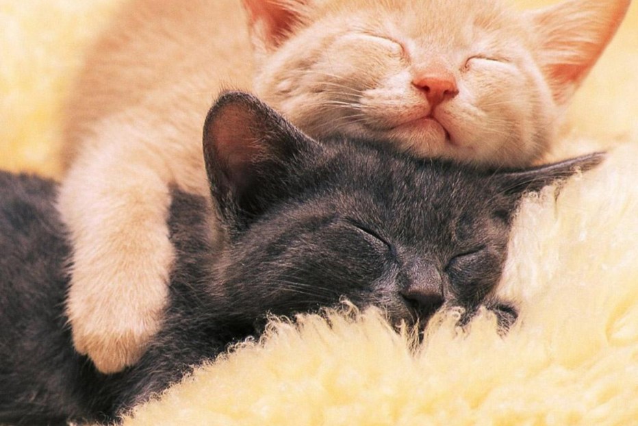 Коты обнимаются