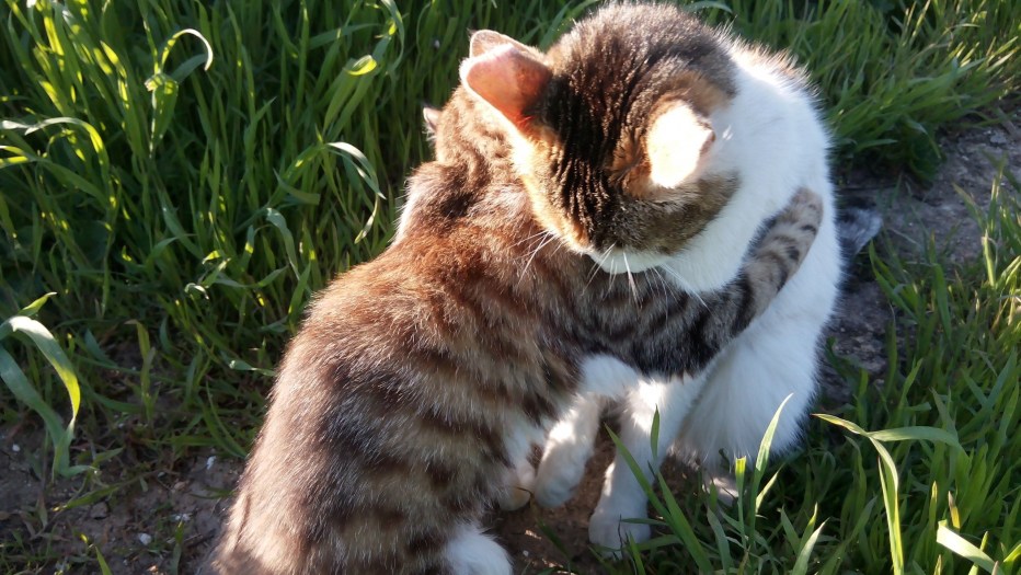 Объятия котики