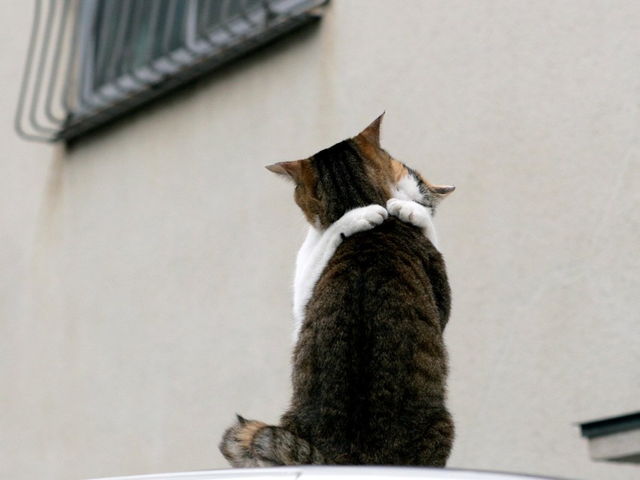 Кот скучает