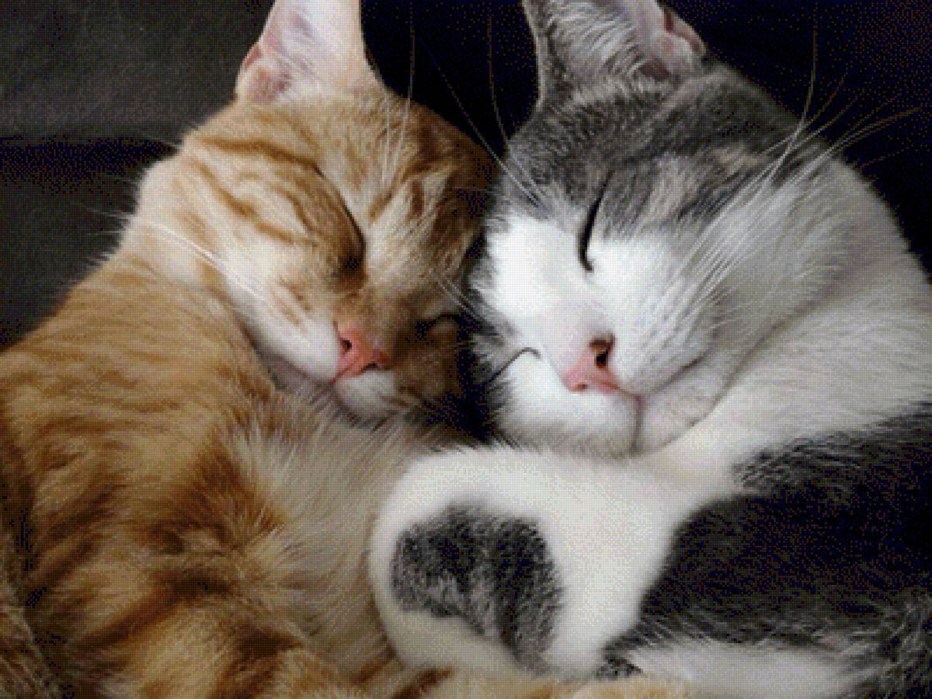 Кошечки спят в обнимку