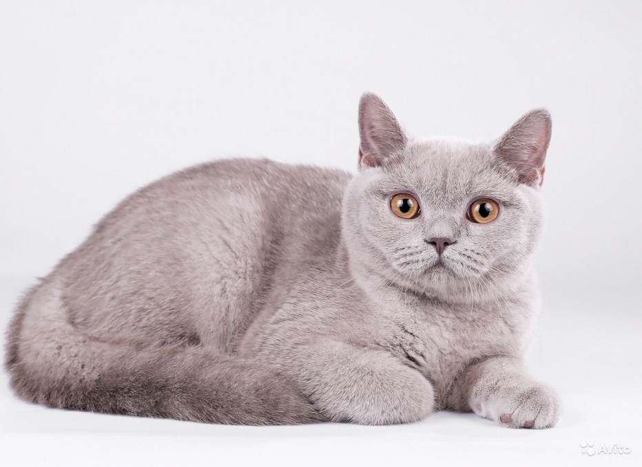 Лиловый британец кот