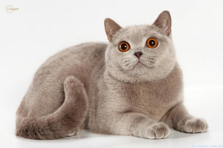 Лиловый британец кот
