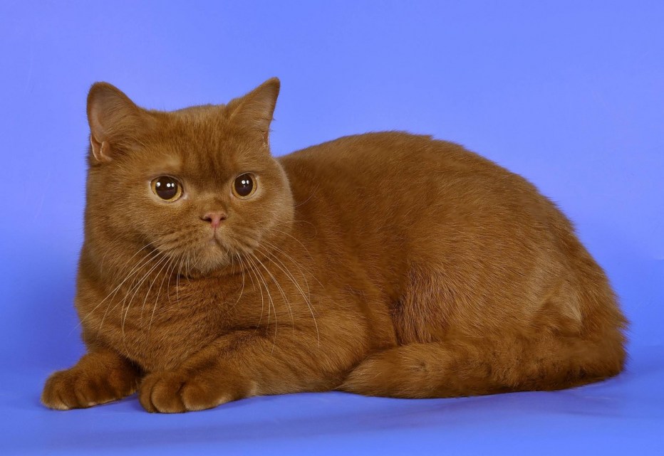 Котенок британец циннамон