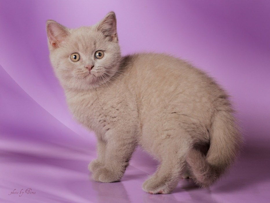 Лиловый британец кот