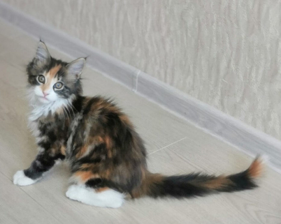 Шотландский кот Тигренок взрослый