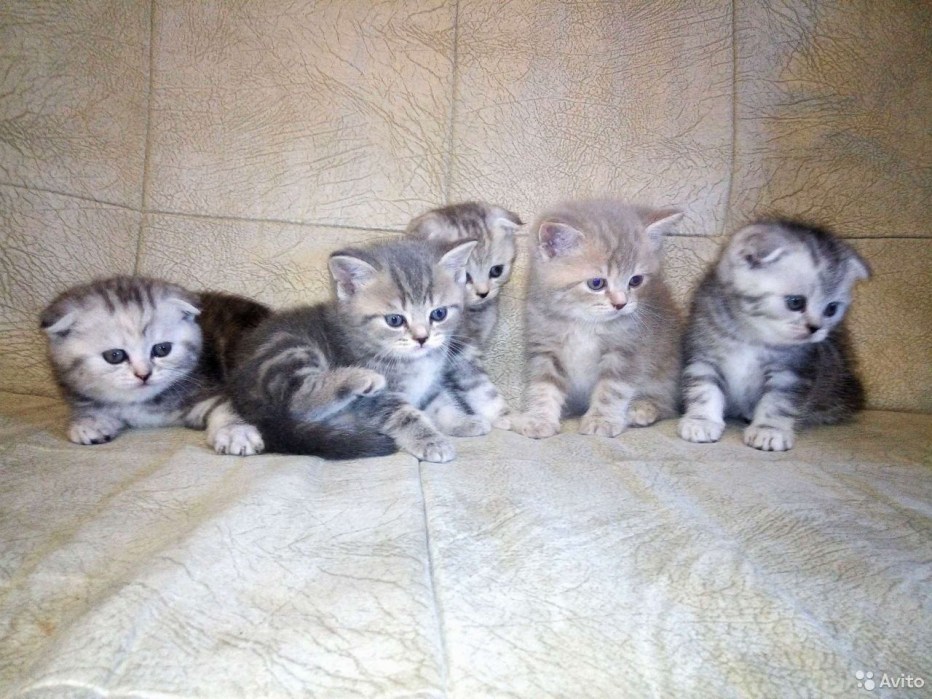 Няшные тигрята и котята со словом Подпишись