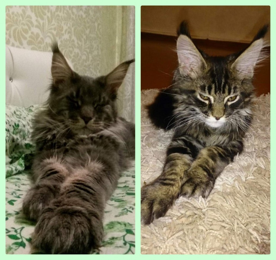 Шотландские вислоухие кошки позы сна