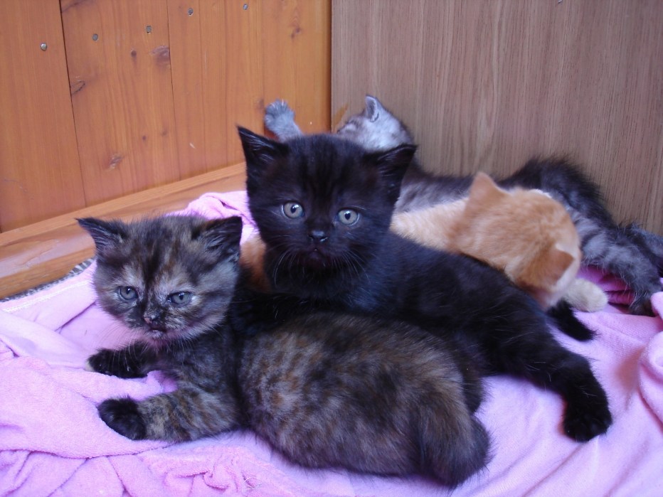 Котята британских кошек трёхшерстные