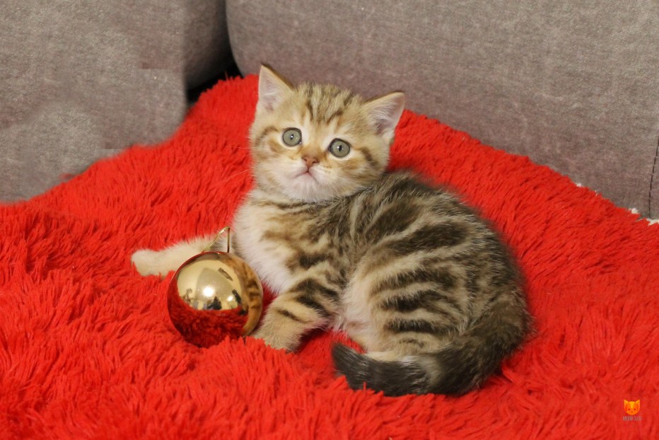 Шотландская кошка 2 года