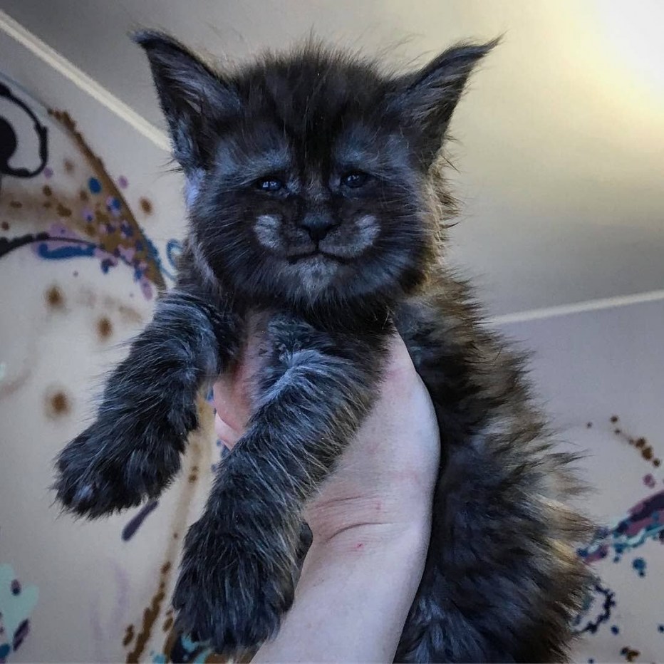 Шотландский кот с мейкуном