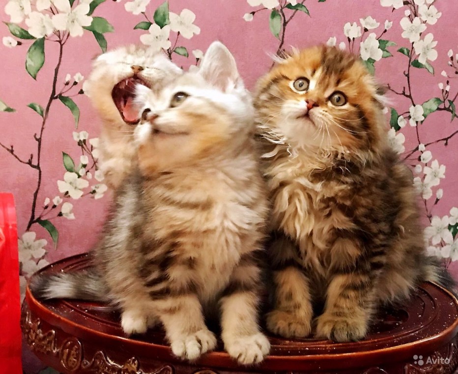 Вислоухие котята Мейн куна