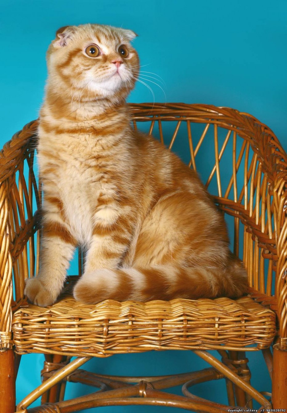 Кот метис Мейн куна