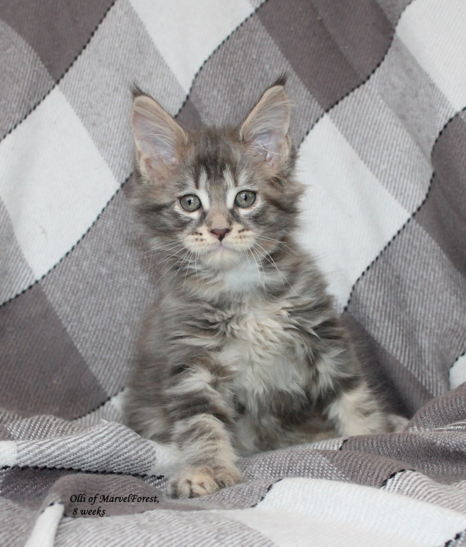 Котята метисы Мейн куна