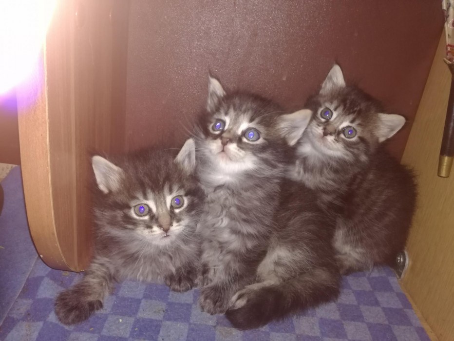 Помесь Мейн куна и сиамской кошки фото