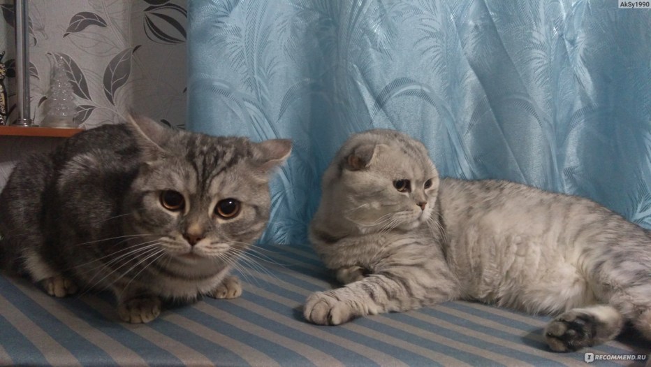 Шотландская кошка прямоухая трехцветная