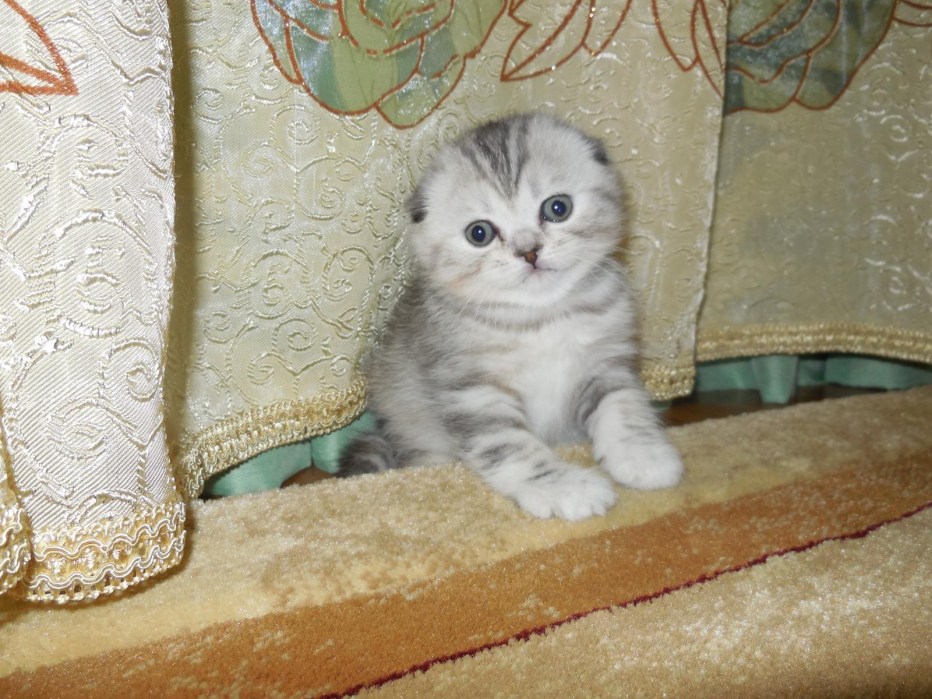 Шотландские котята прямоухие серые
