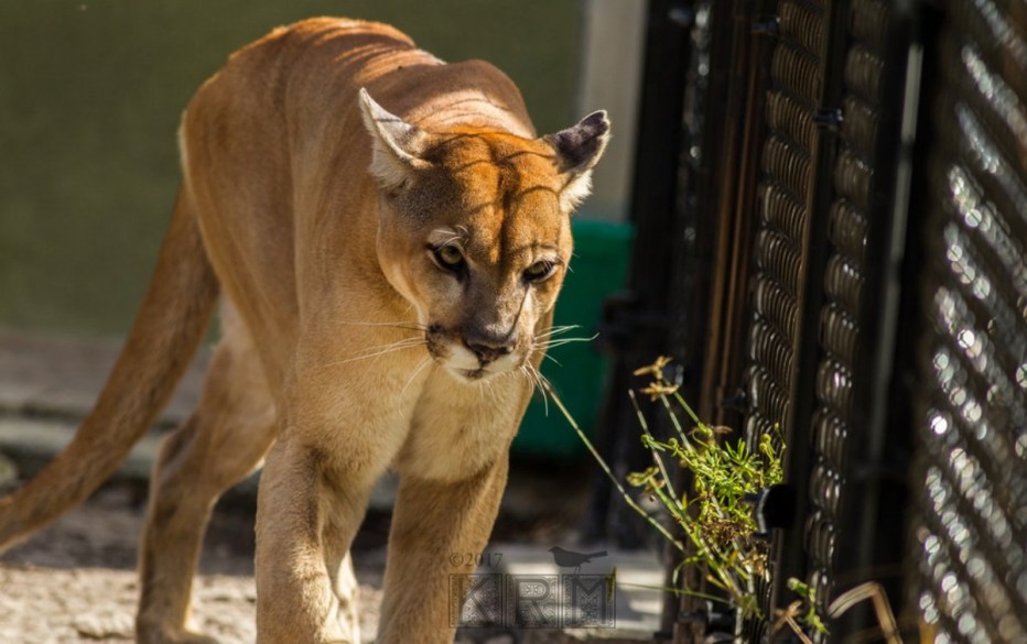 Puma concolor coryi