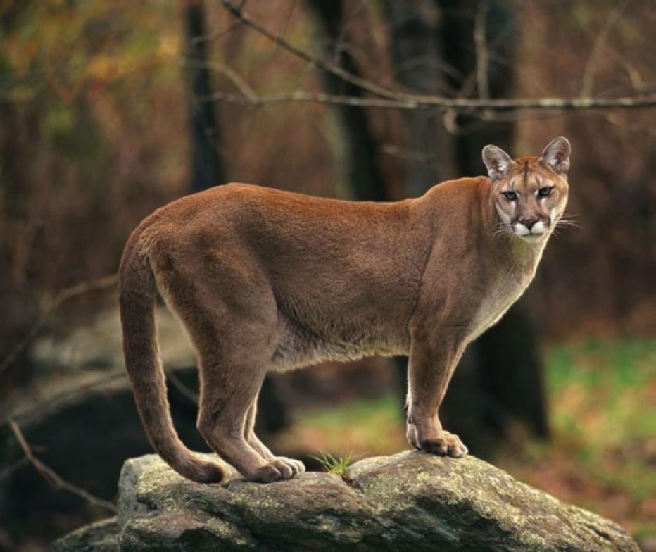 Пума (Puma concolor):