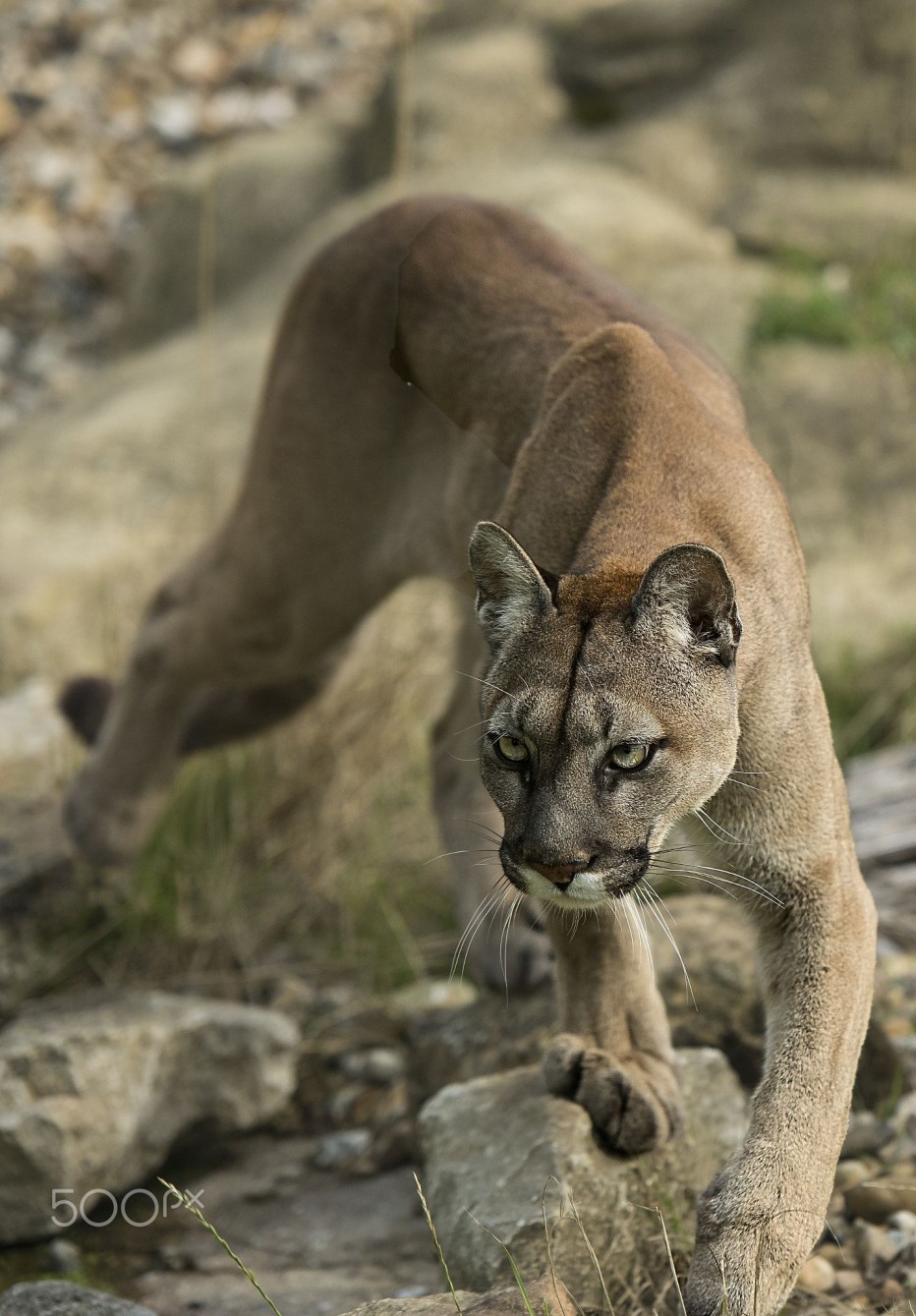 Puma concolor costaricensis