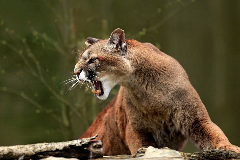Пума (Puma concolor):