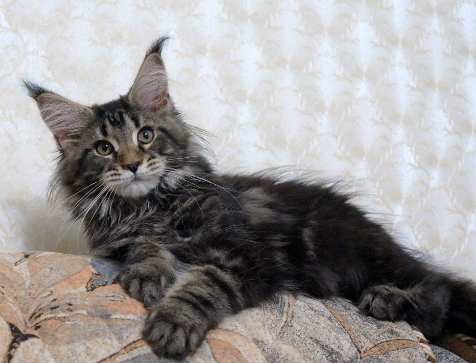 Кошка Мейн кун с котятами