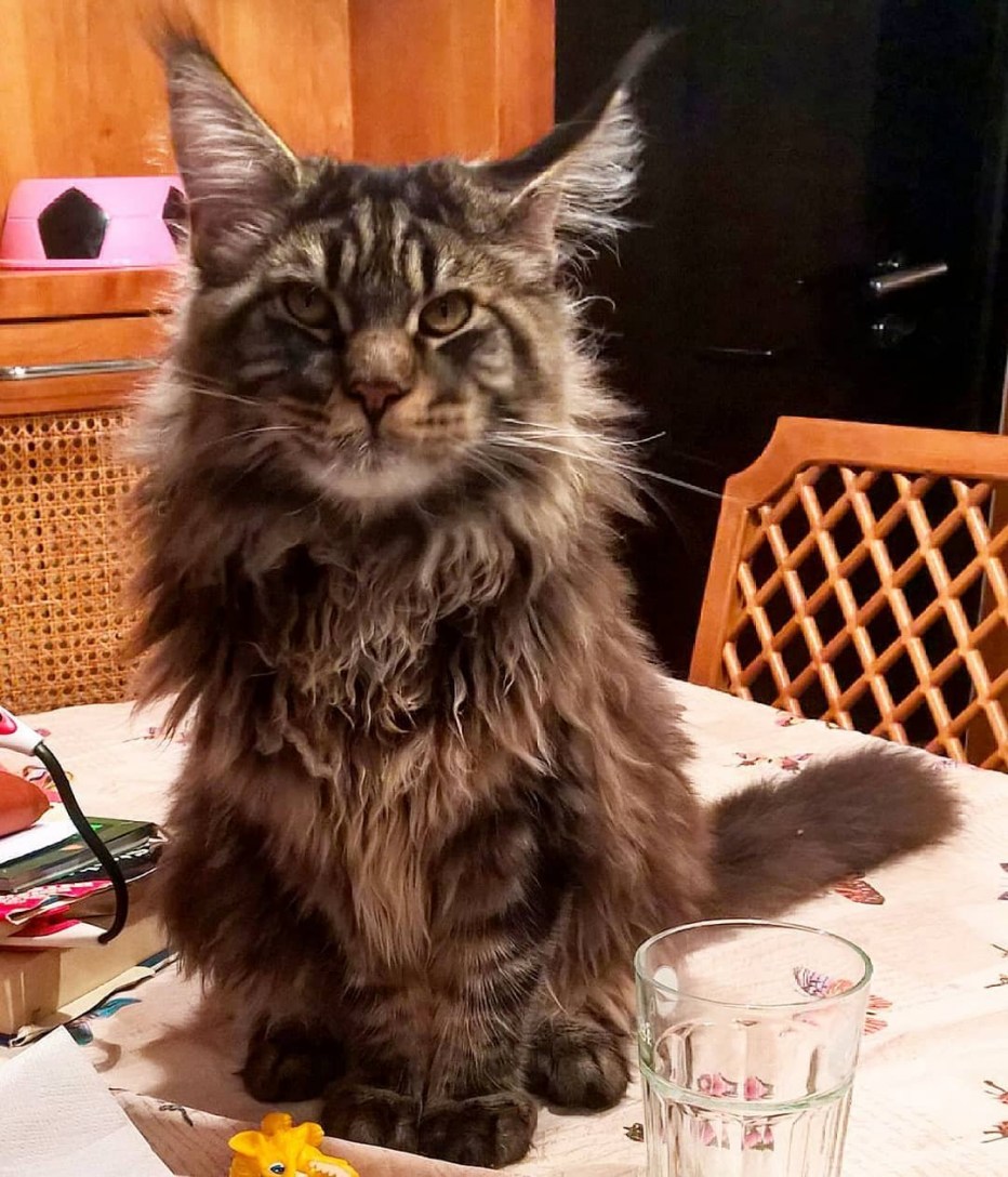 Кот Мейн кун приют