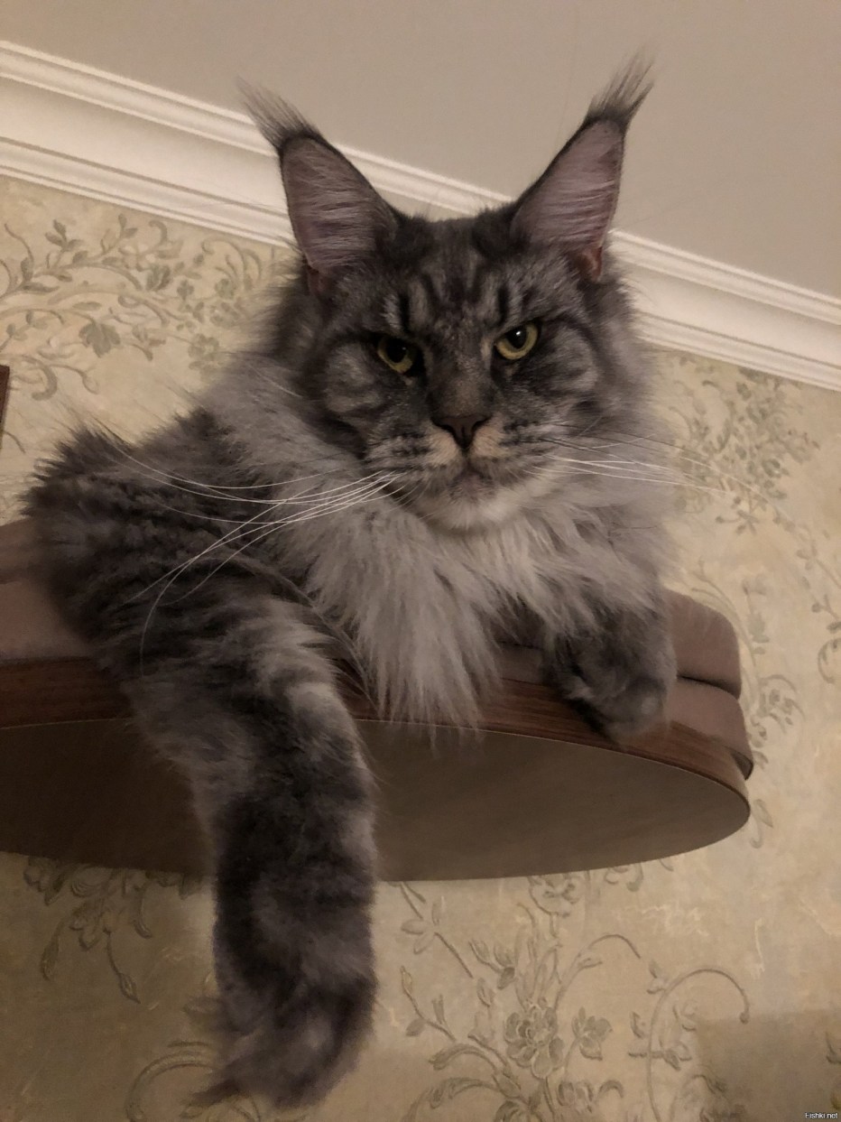 Коты похожие на Мейн кунов