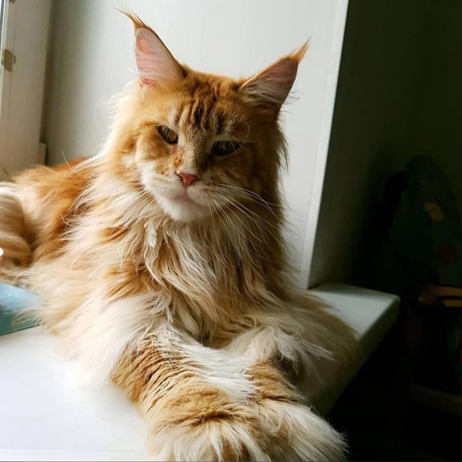 Домашний кот Мейн кун