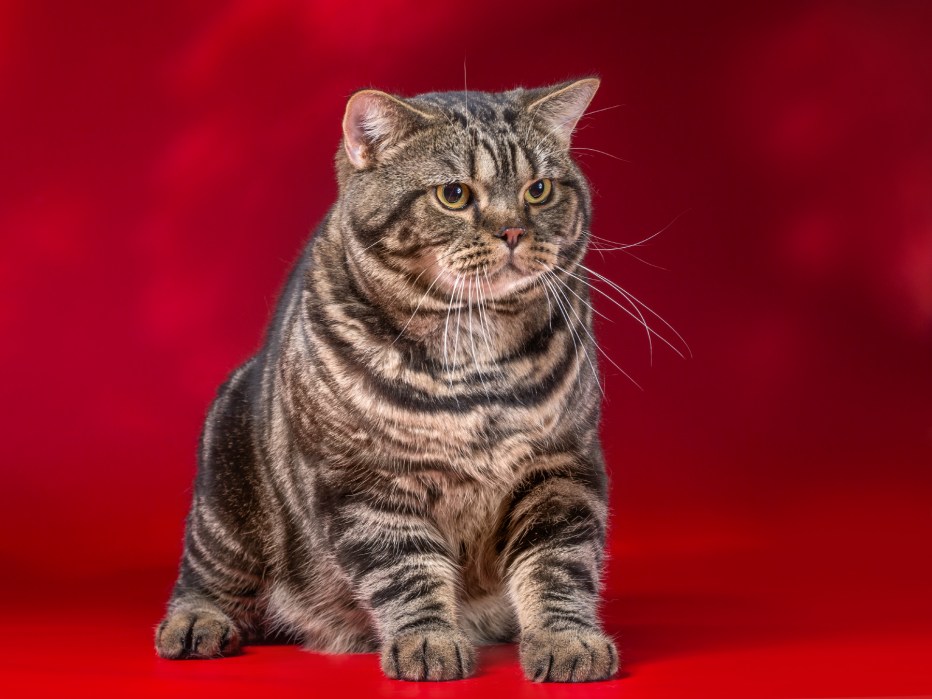 Шотландская вислоухая кошка табби