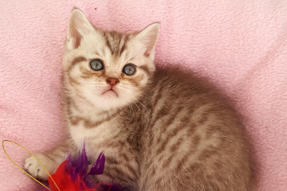 Шотландская кошка страйт циннамон
