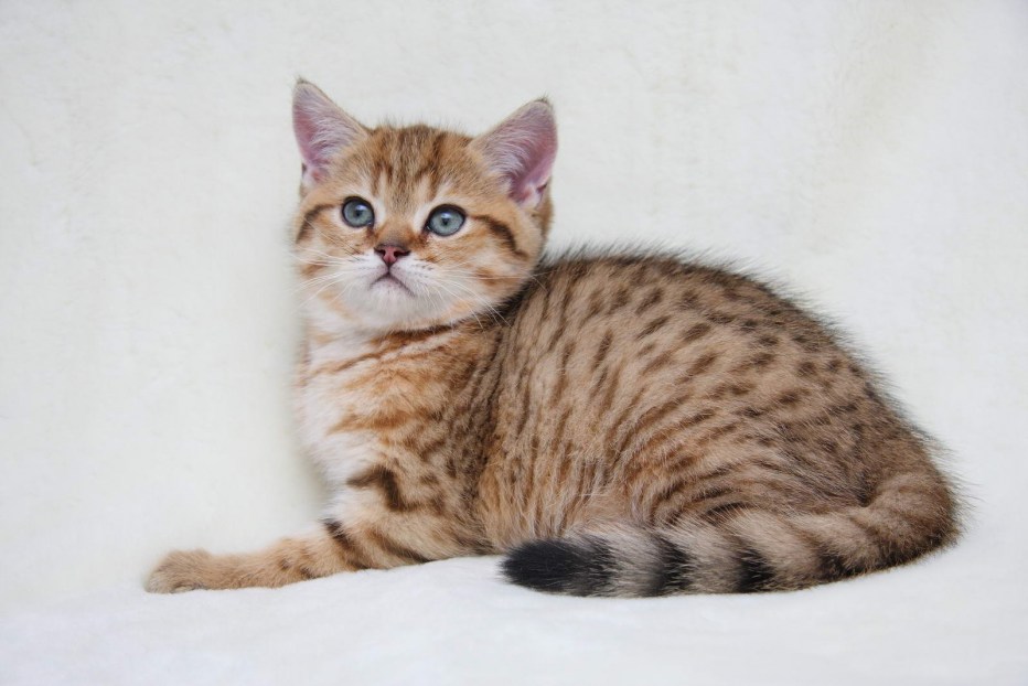 Шотландская прямоухая кошка мрамор