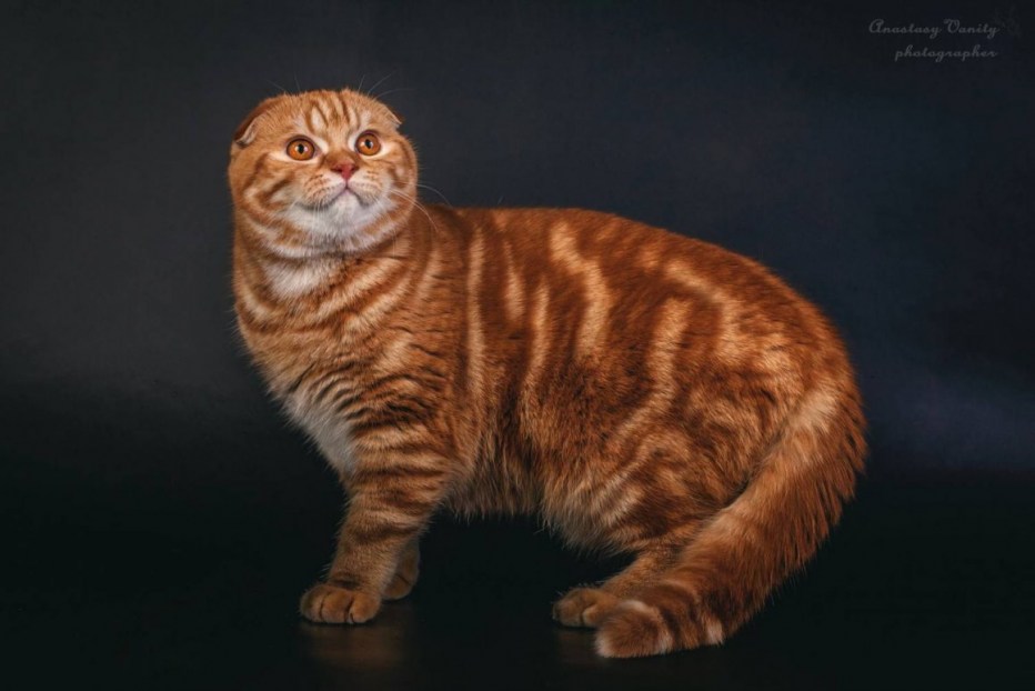 Мраморный британец котенок вислоухий