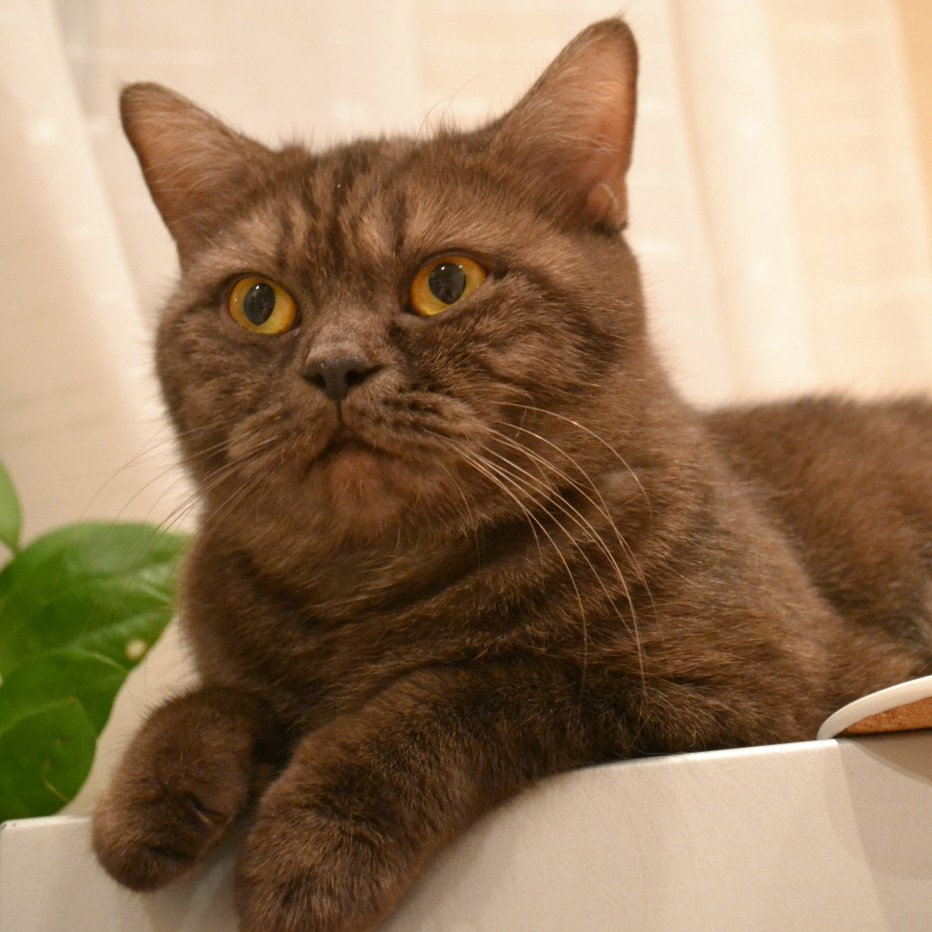 Скоттиш страйт табби золотой