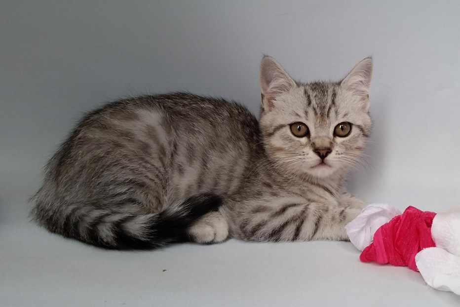 Шотландский страйт котенок
